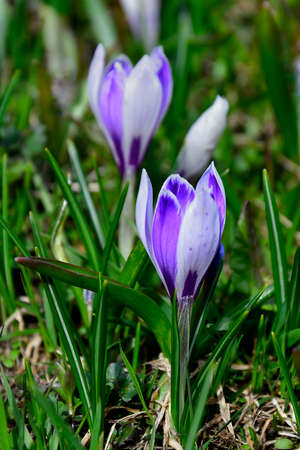 Purple crocus albiflorus blooming on the Alpsの写真素材
