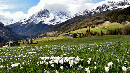 View of Chiareggio Valley in Valmalenco during spring, when the white crocus take the place of the snow.の写真素材