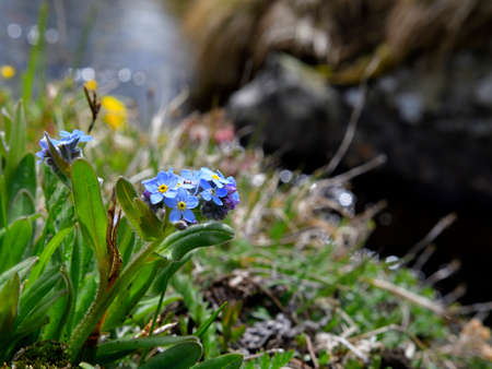 Little alpine flowers called Myosotis, also colloquially denominated forget-me-nots or scorpion grassesの写真素材
