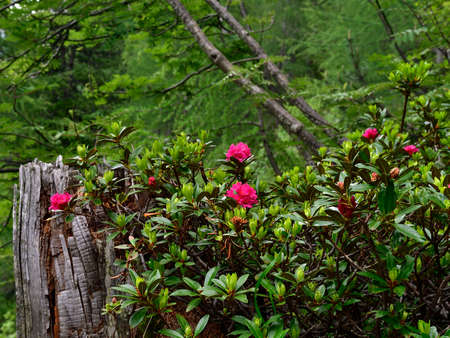 Floral decoration with wild rhododendronの写真素材