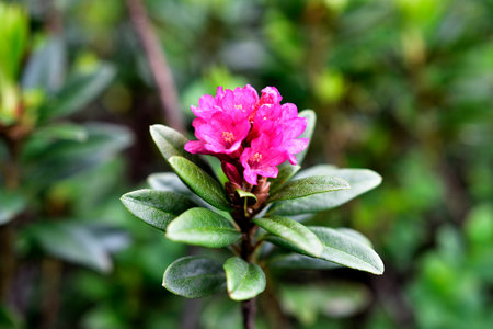 Floral decoration with wild rhododendronの写真素材