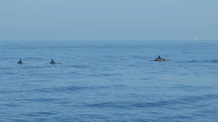 Whale watching in Mediterranean seaの写真素材