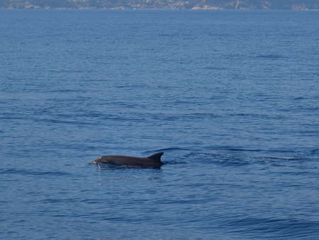 Whale watching in Mediterranean seaの写真素材