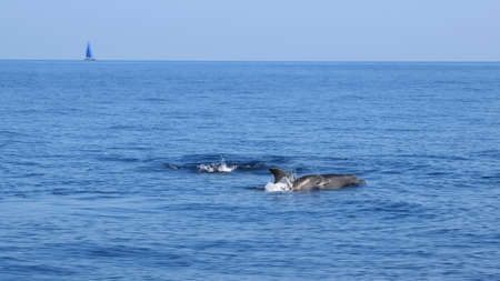 Dolphins swim in the italian sea in front to Elba island with a catamaran in the backgroundの写真素材