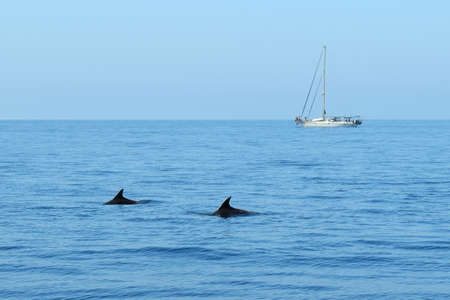 Dolphins swim in the italian sea in front to Elba island with a sailboat in the backgroundの写真素材