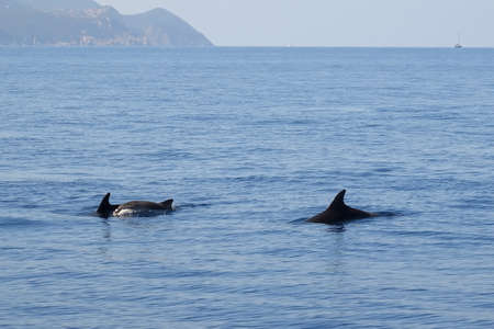 Whale watching in Mediterranean seaの写真素材