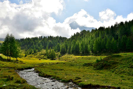 Pizzo Scalino dominates the Campagneda meadowの写真素材