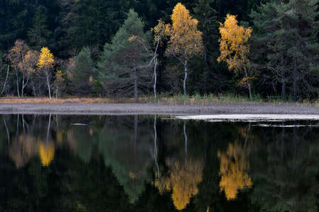 Autumn colors reflected in the clean water of Pian di Gembro pond.の写真素材