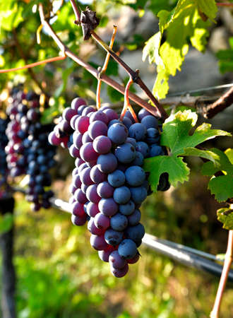 Ripe Nebbiolo grape ready to be harvestedの写真素材