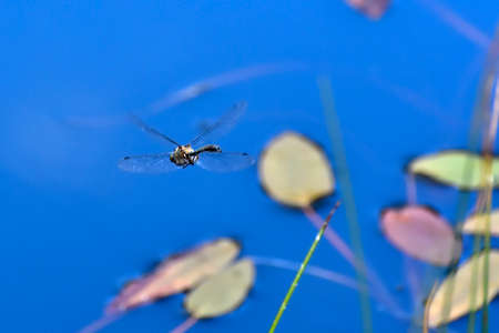 Dragonfly flying in the blueの写真素材