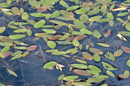 Damselfly on the leaf in the pondの写真素材