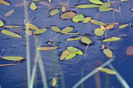 Damselfly on the leaf in the pondの写真素材
