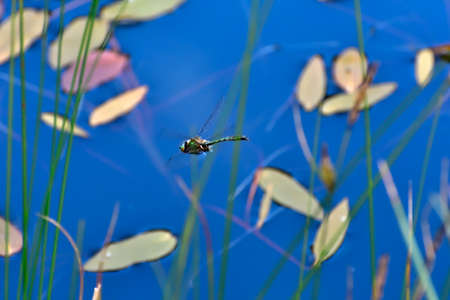 Dragonfly flying in the blueの写真素材