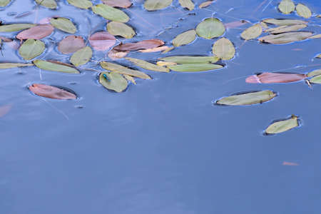 Damselfly on the leaf in the pondの写真素材