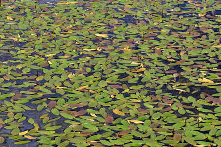 Leaves on the waterの写真素材