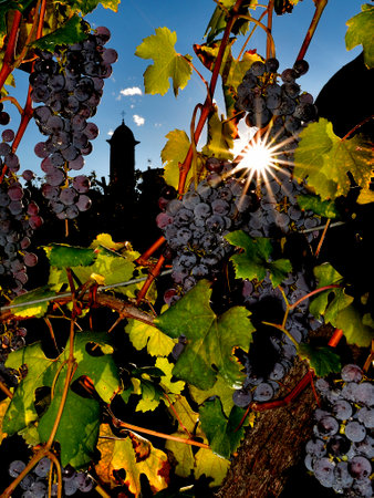 Pictures of Nebbiolo grapes in Valtellina, with the silhouette of a church in the backgroundの写真素材
