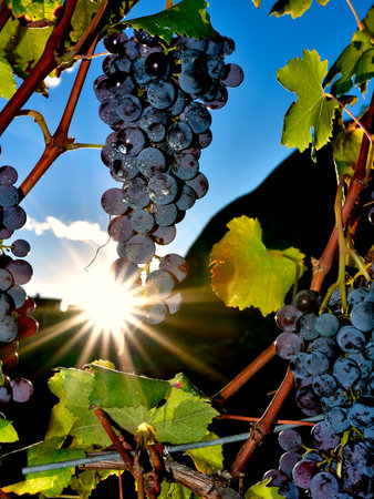 Pictures of Nebbiolo grapes in Valtellina, on the Italian Alpsの写真素材