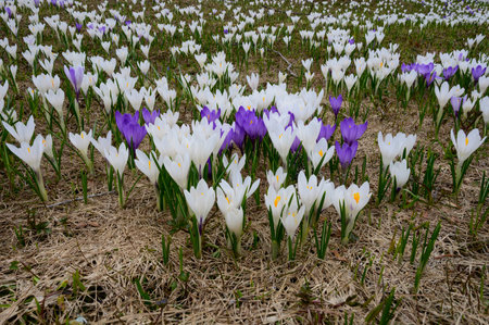 White and purple crocus flowers in early spring on the meadowの写真素材