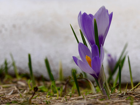 Close up of purple crocus flowers in springtime, selective focusの写真素材
