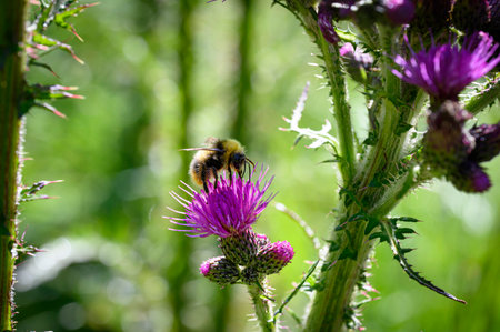 Bumblebee harvesting Twin damsel on a wet blade of grassの写真素材