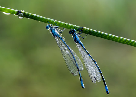 Twin damsel on a wet blade of grassの写真素材