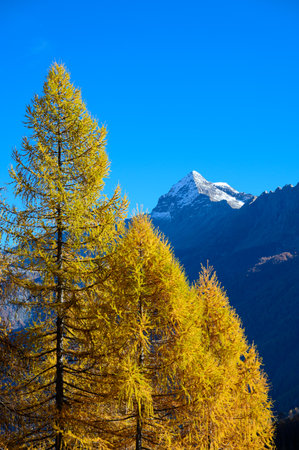 Beautiful autumn larch trees in Yading national level reserve, Daocheng, Sichuan Province, China.の写真素材