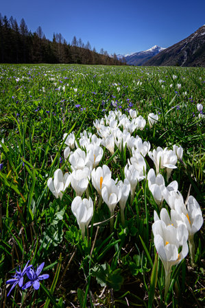 A group of white crocuses in the Alps meadows.の写真素材