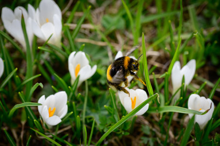 Bumblebee flying in crocus collecting pollenの写真素材