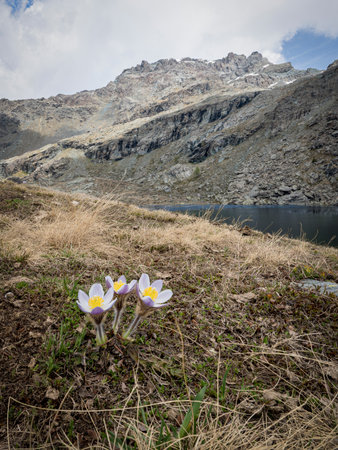 A close-up of blooming pasqueflowers (Pulsatilla alpina) in springtime, with a scenic mountain backdrop and alpine lake. Captured near the second Campagneda Lake in Valmalenco, Lombardy, Italy. The scene showcases the contrast between delicate wildflowers and the rugged alpine landscape under a partly cloudy sky â a perfect representation of high-altitude wilderness and seasonal renewal.の写真素材