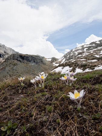 Contrast between the delicate purple and white pasqueflowers (Pulsatilla) and the harsh, rocky terrain of the Alps under a partly cloudy skyの写真素材