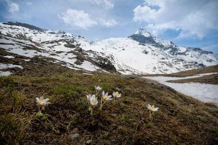 Dozens of small wildflowers bloom on a grassy mountain slope, while the surrounding peaks remain snow-covered. The pastel tones of the petals stand out against dry grass and distant icy summits. This image illustrates the rebirth of flora in alpine regions, where the seasons overlap and spring arrives gradually in a harsh yet beautiful environment.の写真素材
