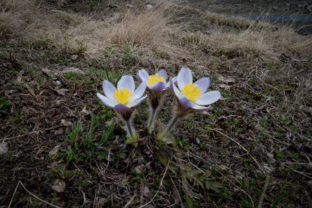 Macro view of blooming pasqueflowers (Pulsatilla alpina) in Valmalenco, near the Campagneda Lakes in Lombardy, Italy. The delicate flowers, with pale violet petals and bright yellow centers, rise from the early spring ground covered in dry alpine grass and new shoots. This high-altitude flora symbolizes the rebirth of nature after winter in the Italian Alps.の写真素材