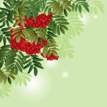 rowan branch with green leaves and berries. vector illustrationのイラスト素材