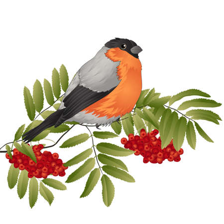 rowan branch with green leaves and berries. birdie. vector illustrationのイラスト素材