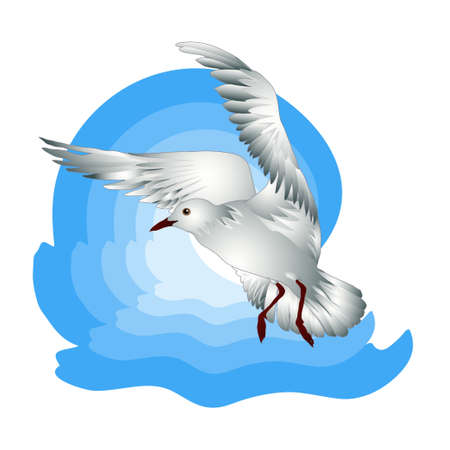 Vector illustration of birds gull on white backgroundのイラスト素材