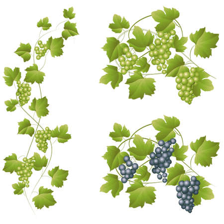 abstract background with green leaves. vector illustrationのイラスト素材