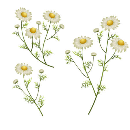 camomile flowers on a white background. vector illustrationのイラスト素材