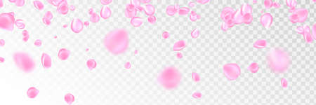 Flowers petals falling on vector transparent background. Wedding, Valentine or Women day pink floral blossoms flying in wind whirl backdropのイラスト素材