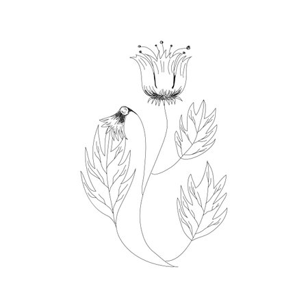 Flower monochrome vector illustration. Beautiful tiger lilly isolated on white background. Element for design of greeting cards and invitations.のイラスト素材