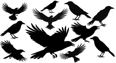 Set of black isolated silhouettes of crows. Collection of different birds position.のイラスト素材