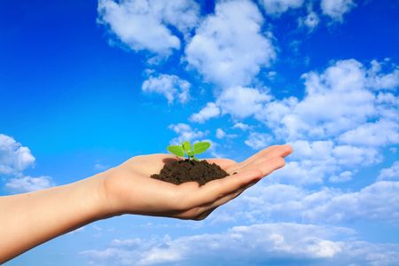 Hand pointing to the sky holding a fragile plant.の写真素材