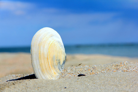 This picture represents a shell o a sand beach, summertime.の写真素材