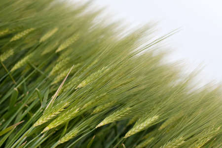 Grain