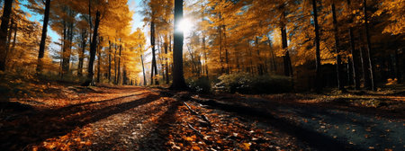Autumn leaves, trees, seasonal colors in the forest. Sunbeams, long shadows around a path in the woods. Wide scale panoramic AI generated image of a forest scene.の素材