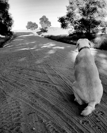 Dog Sittingの写真素材