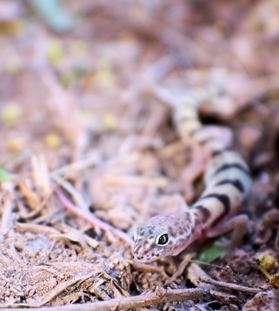 Close up of a gecko crawling across the ground. の写真素材
