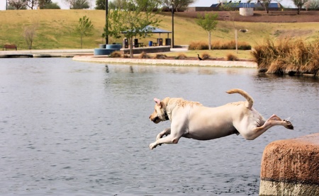 Blond labrador retriever jumping off a dock into water, wearing a collar の写真素材