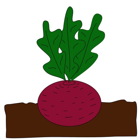 Beet grow underground. Vector cartoon flat illustrationのイラスト素材