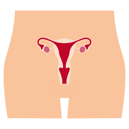 Structure of the uterus, female reproductive system, organs location scheme. Illustration of female reproductive system. Human anatomy.のイラスト素材