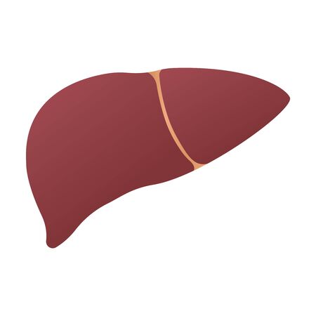 Human liver anatomy. Human internal organs symbol. Vector illustration isolated on white background.のイラスト素材
